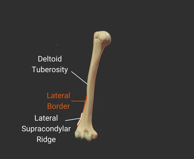 <span class='popup-term' data-popup-id='popup-lateral'>Lateral</span> Border - anterior - isolated